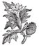 Thorn Apple vintage illustration