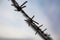 Thorn on barbed wire against the blue sky. Close-up. Horizontal orientation.