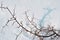 Thorn branches without leaves on bright white snow background with shadows