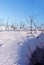 Thorn branches without leaves on bright white snow background with shadows, blue sky background