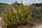 Thorn bush with yellow flower