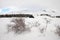 Thorn bushes in snow capped Galvarina Plateau, on backgrounf blurred refuge