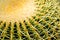 Thorn Cactus Background