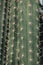 Thorn of cactus leaf background