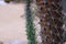 Thorn of Cactus Pereskia portulacifolia closeup