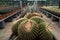 Thorn cactus plantation with many cactus background.