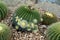 Thorn cactus plantation with many cactus background.