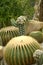 Thorn cactus plantation with many cactus background.