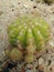 Thorn cactus on the sand