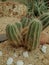 Thorn cactus in the sand garden