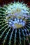 thorn cactus succulent texture background, close up