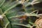 Thorn cactus for texture background