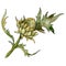 Thorn. Floral botanical flower. Isolated thorn illustration element. Watercolor background illustration set.