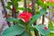 Thorn flower special growing in garden beautyfull flower image