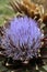 Thorn Flower Thistle Close up