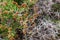 Thorn hedge close-up, sarcopoterium spinosum selective focus