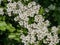 Thorn hedge wirh white flowers