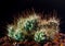 Thorn hook Mammillaria surculosa cactus in black background