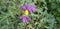 Thorn leaf and purple color flower Solanum virginianum ,