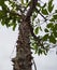 Thorn plant leaves and trunk