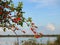 Thorn plant with red fruits