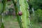 Thorn or Prickle of dragon fruit tree