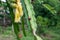 Thorn or Prickle of dragon fruit tree