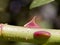 Thorn of Rose plant in close up