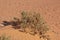 The thorn in Sahara desert, Algeria, Africa