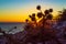 Thorn silhouette at sunrise Aegean Sea coast Santorini Greece