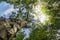 Thorn Spike Tree Puerto Rico Ceiba Protected