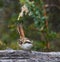 Thorn-tailed Rayadito, Aphrastura spinicaud