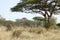 Thorn tree on an african plain