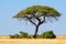 Thorn tree landscape - Etosha
