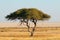 Thorn tree landscape - Etosha