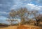 Thorn tree landscape in the Soutpansberg South Africa