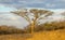 Thorn tree landscape in the Soutpansberg South Africa