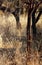 THORN TREE IN OPEN WOODLAND IN SOUTH AFRICAN LANDSCAPE