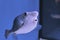 Thornback boxfish - solitair fish swimming close
