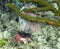 A Thornback Cowfish Lactoria fornasini