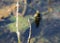 A thornbush dasher dragonfly in a pond