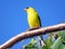 Thornhill the American goldfinch 2016