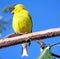 Thornhill American goldfinch 2016