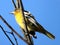Thornhill American goldfinch 2017