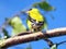 Thornhill the American goldfinch on a branch 2016