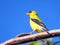 Thornhill American goldfinch on a branch 2016