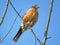 Thornhill American Robin 2017