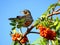 Thornhill American Robin and rowanberry 2017