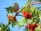 Thornhill American Robin on rowanberry tree 2017