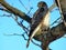 Thornhill Coopers Hawk on a branch 2018